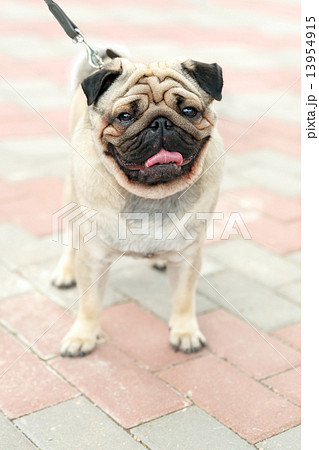 domestic dog fawn Pug breed 13954915