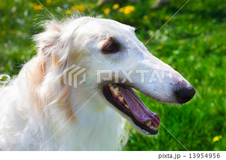 closeup portrait dog Borzoi breed smiling closeup portrait dog Borzoi breed smiling 13954956