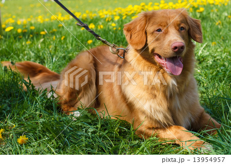vector sketch two dog breed Nova Scotia Duck Tolling Retriever vector sketch two dog breed Nova Scotia Duck Tolling Retriever 13954957