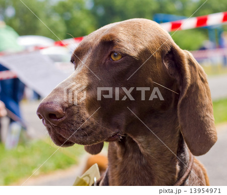Close-up portrait of the dog Deutsch Kurzhaar breed 13954971
