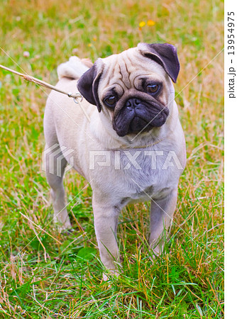 dog fawn pug breed on green grass in summer 13954975
