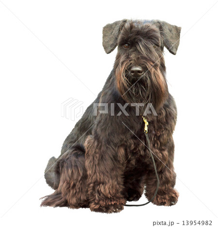 portrait of a thoroughbred dog Black Miniature Schnauzer portrait of a thoroughbred dog Black Miniature Schnauzer 13954982