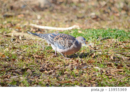 キジバト（雉鳩） 13955369