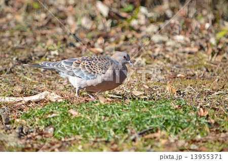 キジバト（雉鳩） 13955371