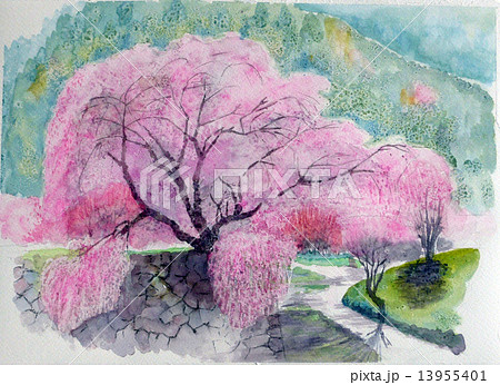 又兵衛桜のスケッチ 13955401