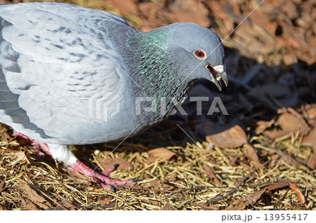 ドバト（土鳩） 13955417