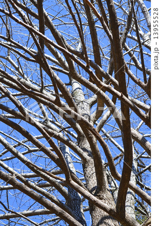 イチョウ(銀杏) イチョウ(銀杏) 13955528