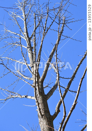 イチョウ（銀杏） 13955529