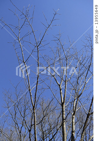 ギョイコウ(御衣黄) ギョイコウ(御衣黄) 13955649