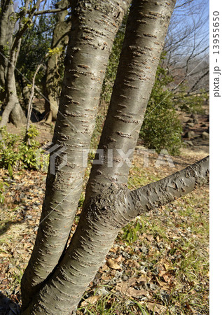 ギョイコウ（御衣黄） 13955650