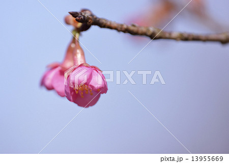 河津桜 13955669