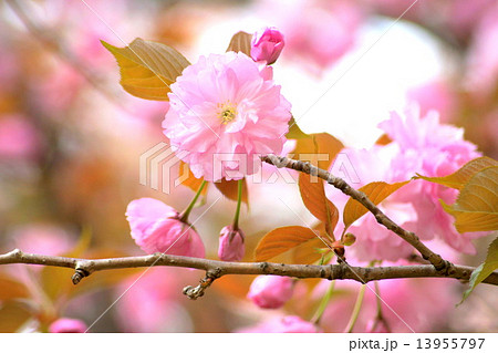 カンザン（セキヤマ）桜 13955797