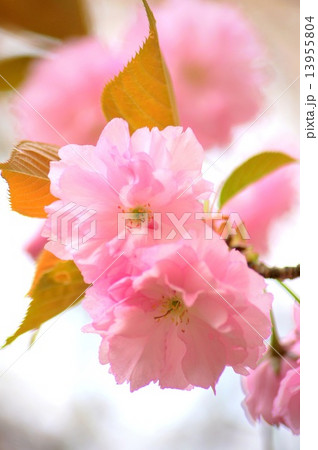 カンザン（セキヤマ）桜 13955804