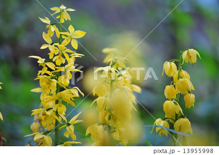 キエビネ キエビネ 13955998