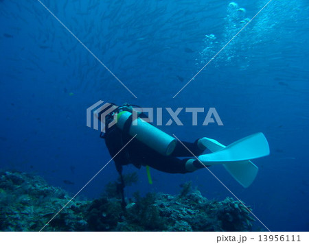 バラクーダの大群とダイバー バラクーダの大群とダイバー 13956111