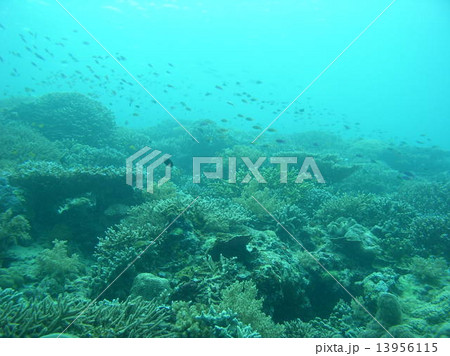 マレーシア・カパライ島のサンゴ礁と熱帯魚 マレーシア・カパライ島のサンゴ礁と熱帯魚 13956115