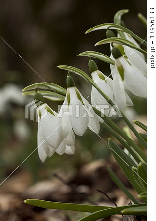 スノードロップ 13956133
