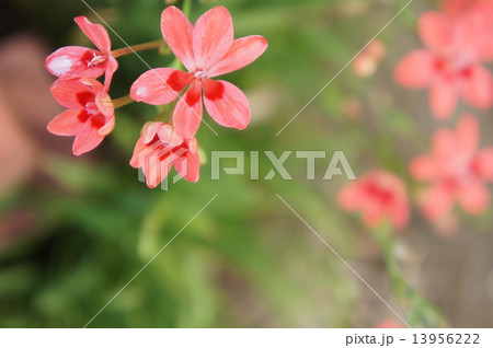 ヒメヒオウギアヤメ 13956222