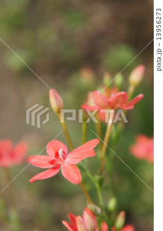 ヒメヒオウギアヤメ 13956273