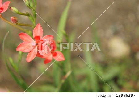 ヒメヒオウギアヤメ ヒメヒオウギアヤメ 13956297