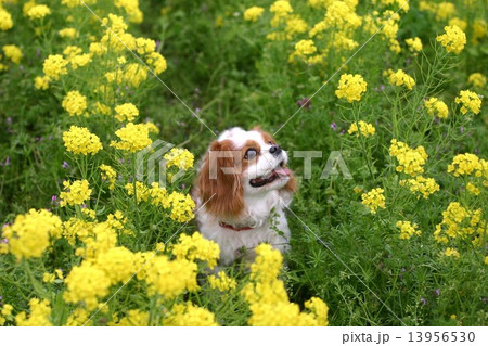 菜の花と笑顔の犬 菜の花と笑顔の犬 13956530