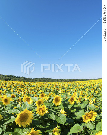 ヒマワリ 13956757