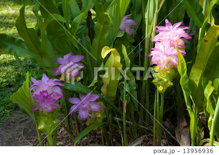 クルクマ・オーストララシカ クルクマ・オーストララシカ 13956936