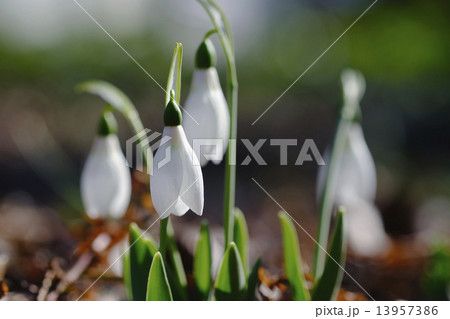 スノードロップ 待雪草 スノードロップ 待雪草 13957386