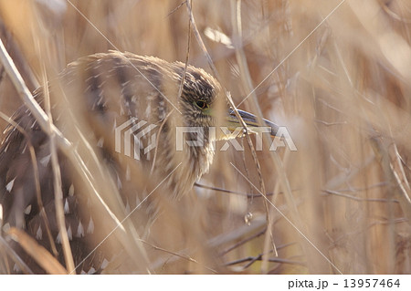 ホシゴイ 13957464