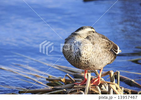 カルガモ 13957467