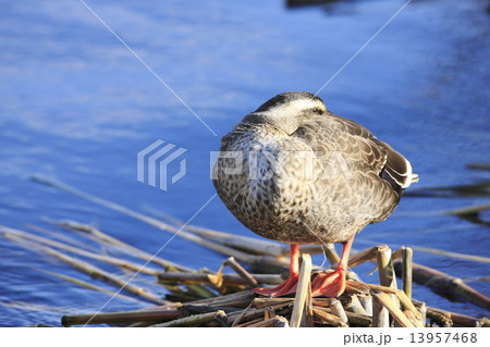 カルガモ 13957468