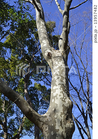 プラタナス プラタナス 13957482