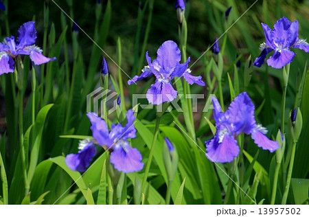 清々しいブルーのイチハツの花 清々しいブルーのイチハツの花 13957502