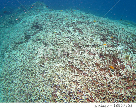 珊瑚礁　枝珊瑚　沖縄　慶良間諸島国利公園　東シナ海　海　ケラマ諸島 13957552