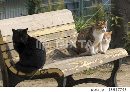 ベンチの野良猫 ベンチの野良猫 13957743