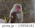サルの親子 13958181