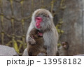 サルの親子 13958182