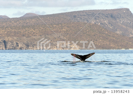 Humpback whale tail trapped in fishing net Humpback whale tail trapped in fishing net 13958243