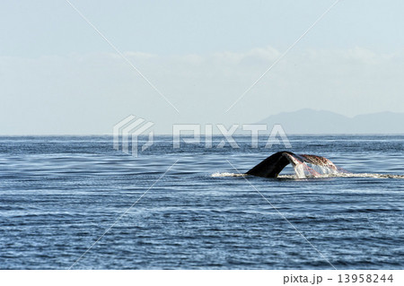 Humpback whale tail trapped in fishing net 13958244