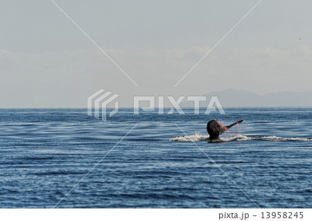 Humpback whale tail trapped in fishing net 13958245