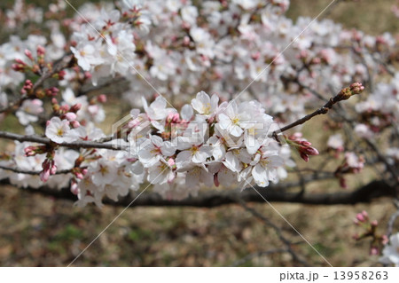 七分咲きの桜 13958263