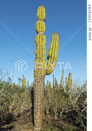 desert cactus in mexico 13958264