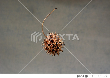 モミジバフウ蒴果 13958295