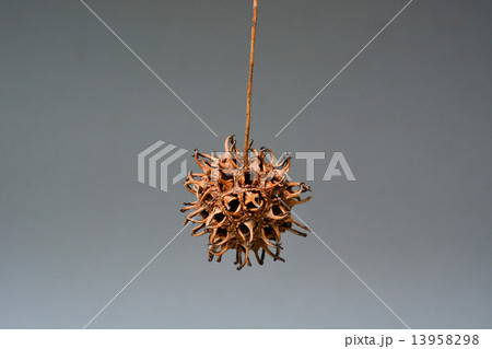 モミジバフウ蒴果 13958298