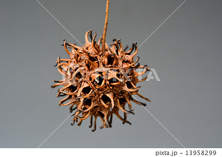 モミジバフウ蒴果 13958299