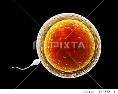 Spermatozoon, floating to ovule 13958513