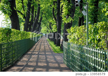 Alley of the Summer Garden. 13958579