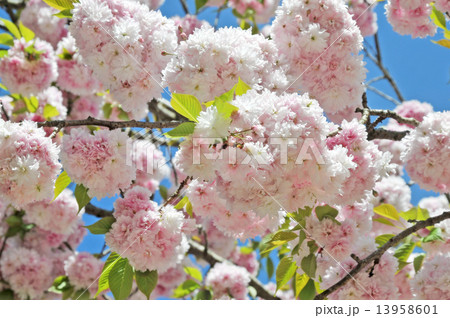 牡丹桜 13958601