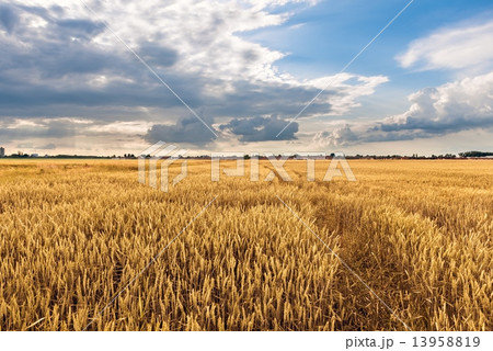 Cultivated land with cloudy sky 13958819