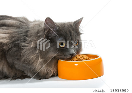 Persian cat sitting near the bowl of dry food 13958999